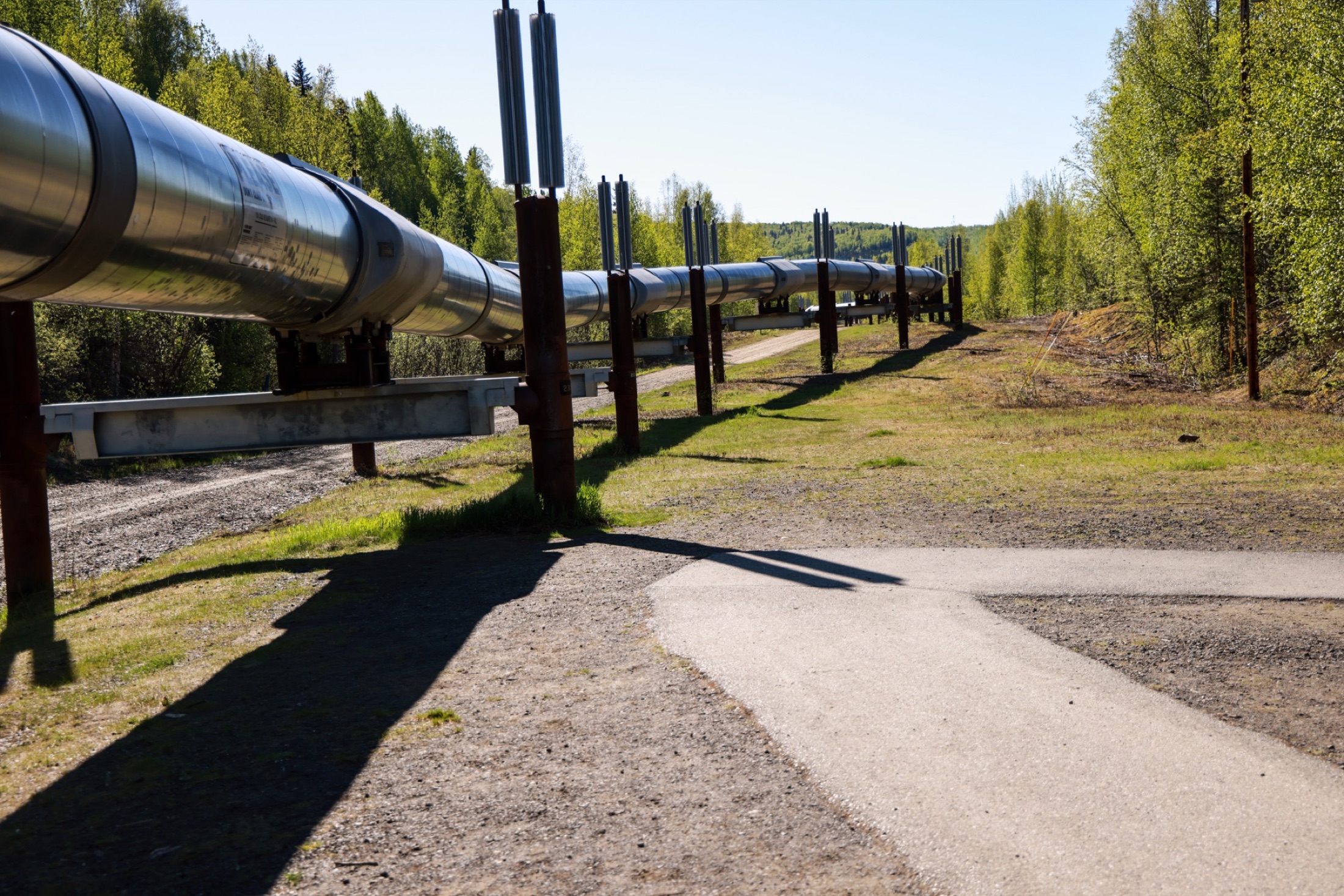 The Trans-Alaska Pipeline running through a forest clearing