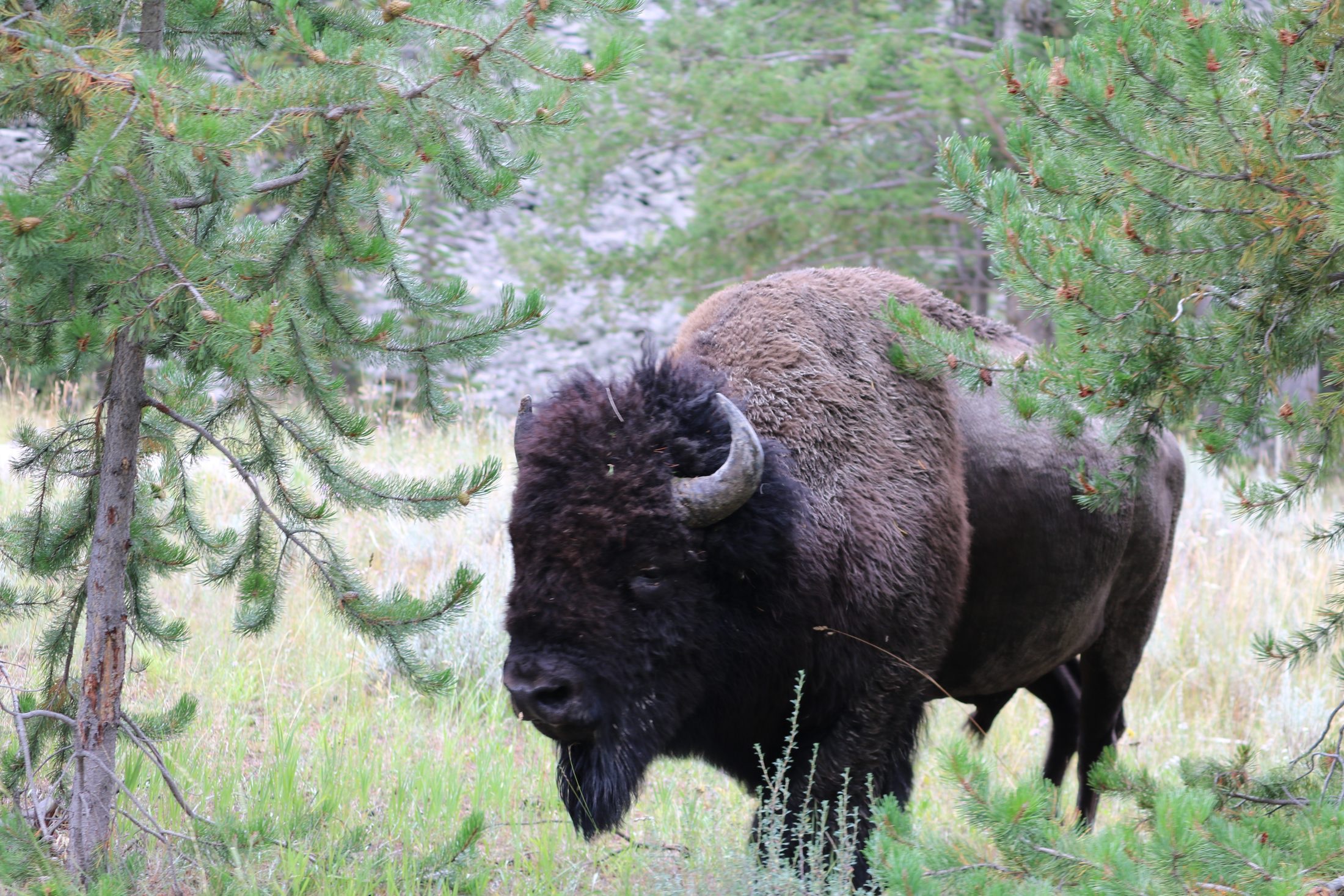 A bison standing among pine trees in Yellowstone
